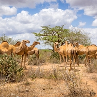 habitat