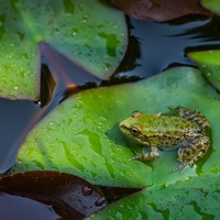 microhabitat