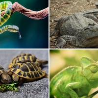 reptile