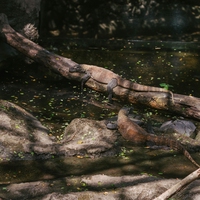 habitat