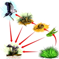food web