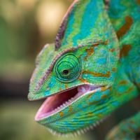 adaptations