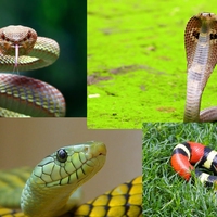 variation
