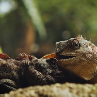 reptile